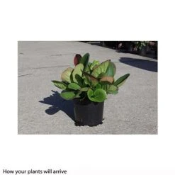 Bergenia Cordifolia 13 Bergenia Cordifolia -Perfect Greenery BERG T66078 B h