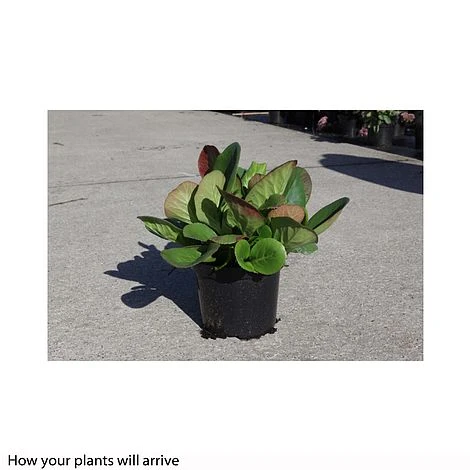 Bergenia Cordifolia 8 Bergenia Cordifolia - Image 6