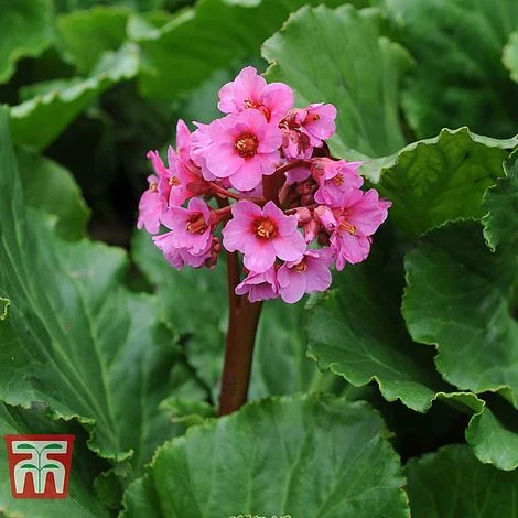 Bergenia Cordifolia 4 Bergenia Cordifolia - Image 2