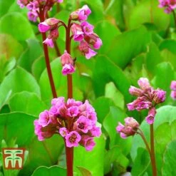 Bergenia Cordifolia 10 Bergenia Cordifolia -Perfect Greenery BERG T66078 E