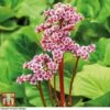 Bergenia Cordifolia 2 Bergenia Cordifolia -Perfect Greenery BERGINA B