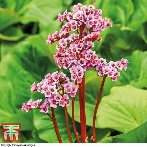 Bergenia Cordifolia 3 Bergenia Cordifolia