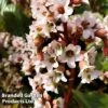 Bergenia Cordifolia 'Bressingham White' -Perfect Greenery BERG BRESSWHIT L44926