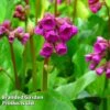 Bergenia Cordifolia Winterglut 1 Bergenia Cordifolia Winterglut -Perfect Greenery BERG WINTERGLO KA4819