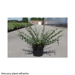Betula Nana -Perfect Greenery BETU T66079 A h