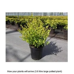 Betula Nana 'Golden Treasure' -Perfect Greenery BETU T67864 B h