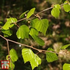 Silver Birch (Hedging) -Perfect Greenery BETU T70348 B