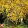 Silver Birch (Hedging) -Perfect Greenery BETU T70348 C