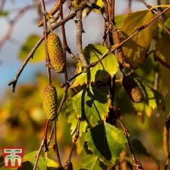 Silver Birch (Hedging) -Perfect Greenery BETU T70348 D