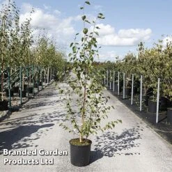 Betula Utilis 'Jacquemontii' -Perfect Greenery BETU JACQUE12L S45257