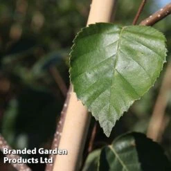 Betula Utilis 'Jacquemontii' -Perfect Greenery BETU JACQUEMON S45258