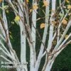 Betula Utilis 'Jacquemontii' -Perfect Greenery BETU JACQUEMON W48203