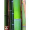 Bisset's Bamboo -Perfect Greenery BISS KB0589 B