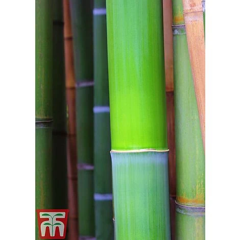 Bisset's Bamboo 3 Bisset's Bamboo