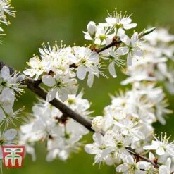 Blackthorn (Hedging) -Perfect Greenery BLAC T70282 B