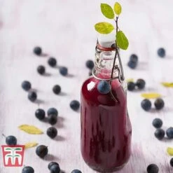 Blackthorn (Hedging) -Perfect Greenery BLAC T70282 E