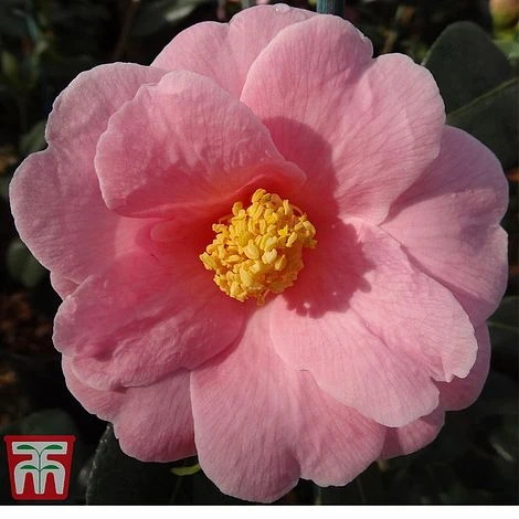 Camellia X Williamsii 'Bowen Bryant' 3 Camellia X Williamsii 'Bowen Bryant'