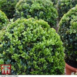Box Ball -Perfect Greenery BOXU 4707 A1