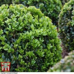 Box Ball -Perfect Greenery BOXU 4707 A2