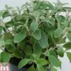 Brachyglottis 'Sunshine' -Perfect Greenery BRAC TKA0955 A