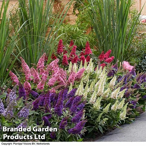 Buddleja 'Butterfly Candy' Collection 3 Buddleja 'Butterfly Candy' Collection