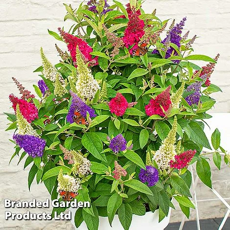 Buddleja 'Butterfly Candy' Collection 6 Buddleja 'Butterfly Candy' Collection - Image 4