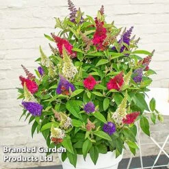 Buddleja 'Butterfly Candy' Collection 14 Buddleja 'Butterfly Candy' Collection -Perfect Greenery BUDD CANDY E