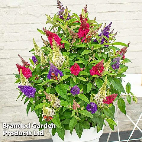 Buddleja 'Butterfly Candy' Collection 7 Buddleja 'Butterfly Candy' Collection - Image 5