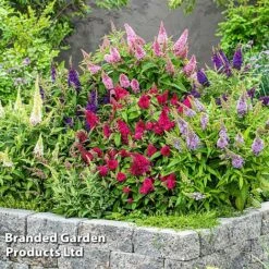 Buddleja 'Butterfly Candy' Collection 15 Buddleja 'Butterfly Candy' Collection -Perfect Greenery BUDD CANDY F