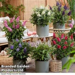 Buddleja 'Butterfly Candy' Collection 17 Buddleja 'Butterfly Candy' Collection -Perfect Greenery BUDD CANDY H