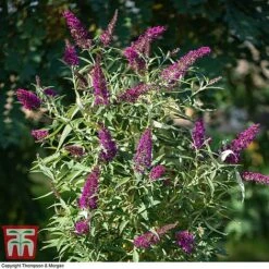 Buddleja 'Butterfly Towers' -Perfect Greenery BUDD KA8837 B