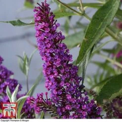 Buddleja 'Butterfly Towers' -Perfect Greenery BUDD KA8837 D