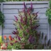 Buddleja 'Butterfly Towers' -Perfect Greenery BUDD KA8837 E