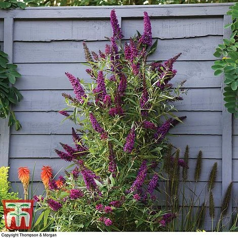 Buddleja 'Butterfly Towers' -Perfect Greenery BUDD KA8837 E