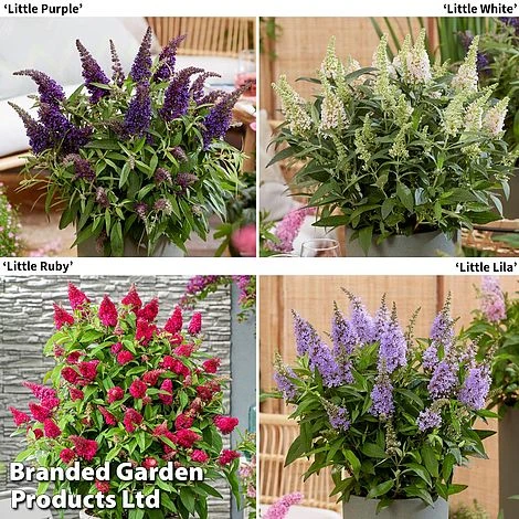 Buddleja 'Butterfly Candy' Collection 4 Buddleja 'Butterfly Candy' Collection - Image 2