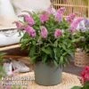 Buddleja 'Butterfly Candy Little Pink' -Perfect Greenery BUDD PINK E