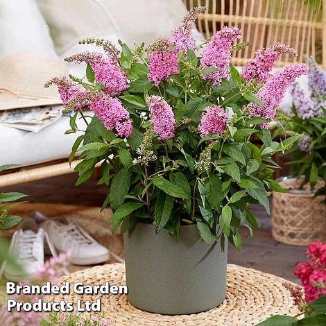 Buddleja 'Butterfly Candy Little Pink' 3 Buddleja 'Butterfly Candy Little Pink'