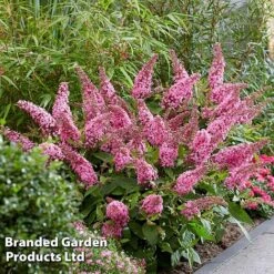 Buddleja 'Butterfly Candy Little Pink' 8 Buddleja 'Butterfly Candy Little Pink' -Perfect Greenery BUDD PINK G