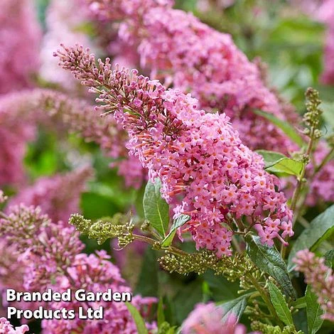 Buddleja 'Butterfly Candy Little Pink' 6 Buddleja 'Butterfly Candy Little Pink' - Image 4