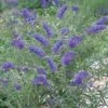Buddleja Davidii 'Nanho Blue' -Perfect Greenery BUDD T62196 A h