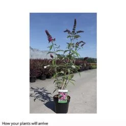 Buddleja Davidii 'Miss Ruby' -Perfect Greenery BUDD T66087 B h