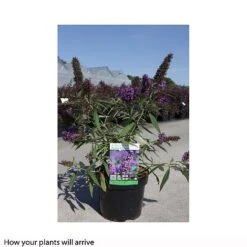 Buddleja Davidii 'Purple Emperor' 5 Buddleja Davidii 'Purple Emperor' -Perfect Greenery BUDD T66091 B h