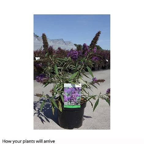 Buddleja Davidii 'Purple Emperor' 4 Buddleja Davidii 'Purple Emperor' - Image 2