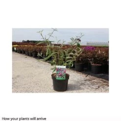 Buddleja Davidii 'Royal Red' -Perfect Greenery BUDD T66092 B h