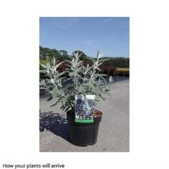 Buddleja Davidii 'Santana' -Perfect Greenery BUDD T66093 B h