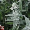 Buddleja 'Silver Anniversary' -Perfect Greenery BUDD T66096 A