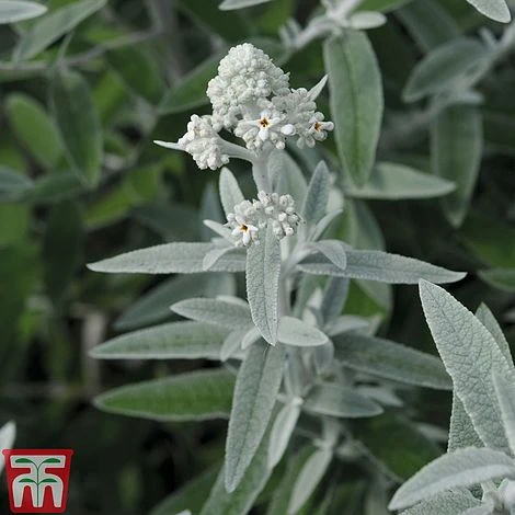 Buddleja 'Silver Anniversary' 3 Buddleja 'Silver Anniversary'