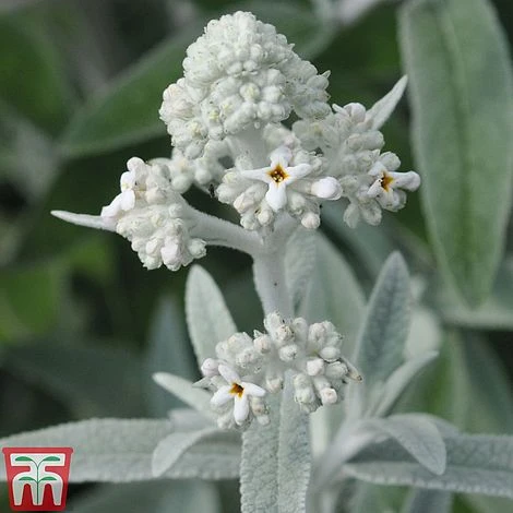 Buddleja 'Silver Anniversary' 4 Buddleja 'Silver Anniversary' - Image 2