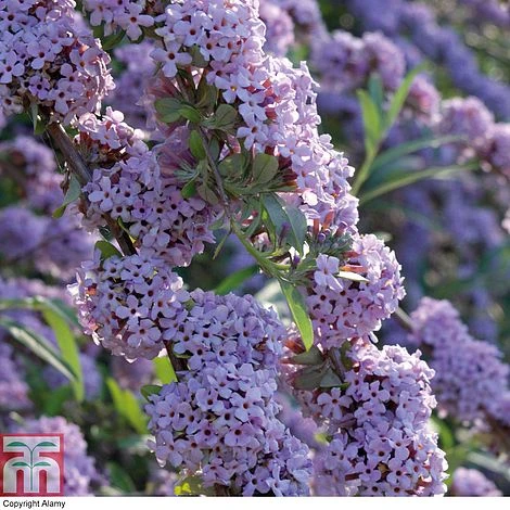 Buddleja X Alternifolia 'Unique' 3 Buddleja X Alternifolia 'Unique'