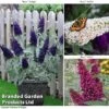 Buddleja 'Buzz® Trio Collection' -Perfect Greenery BUDD TKA1011 A2